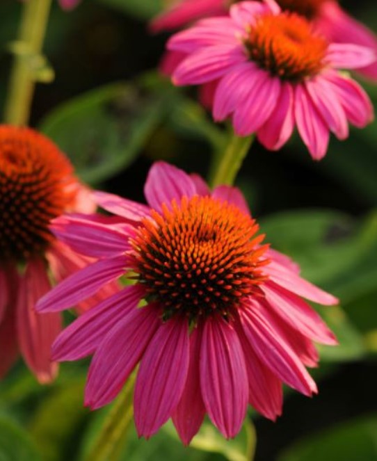 Echinacea (Coneflower), PowWow Wildberry