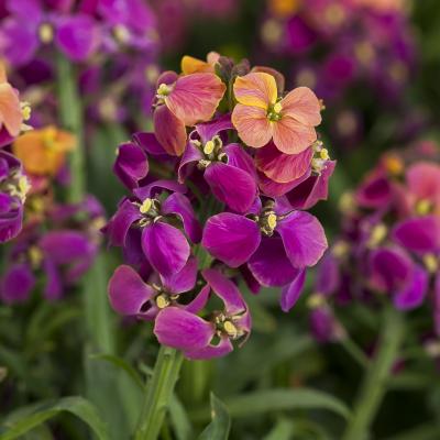 Erysimum, Tricolors