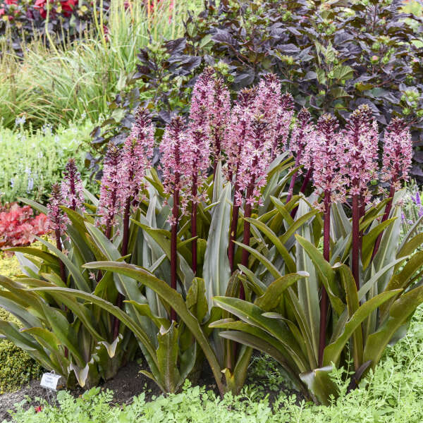 Eucomis (Pineapple Lily), Purple Reign