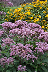 Eupatorium (Joe Pye Weed), Euphoria Ruby