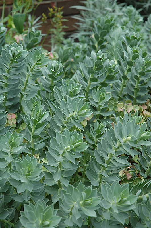 Euphorbia (Cushion Spurge), Donkey Tail