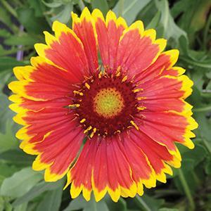 Gaillardia, Dazzler