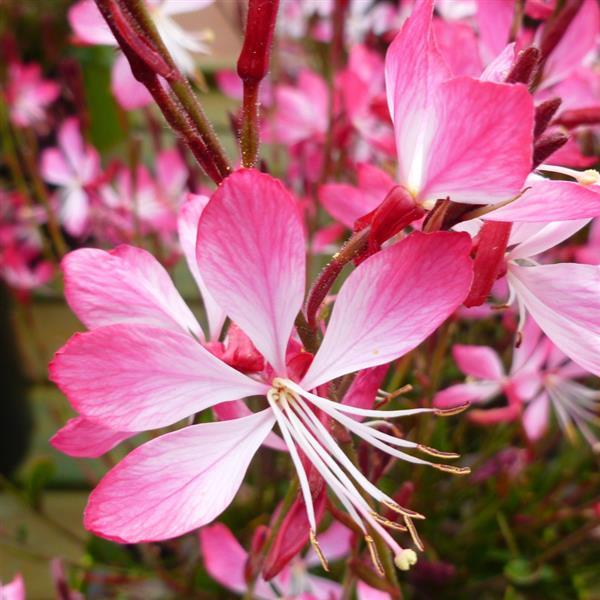 Gaura, Little Janie