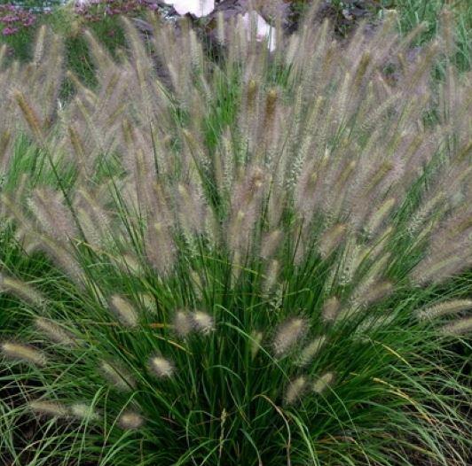 Grass, Pennisetum Hush Puppy