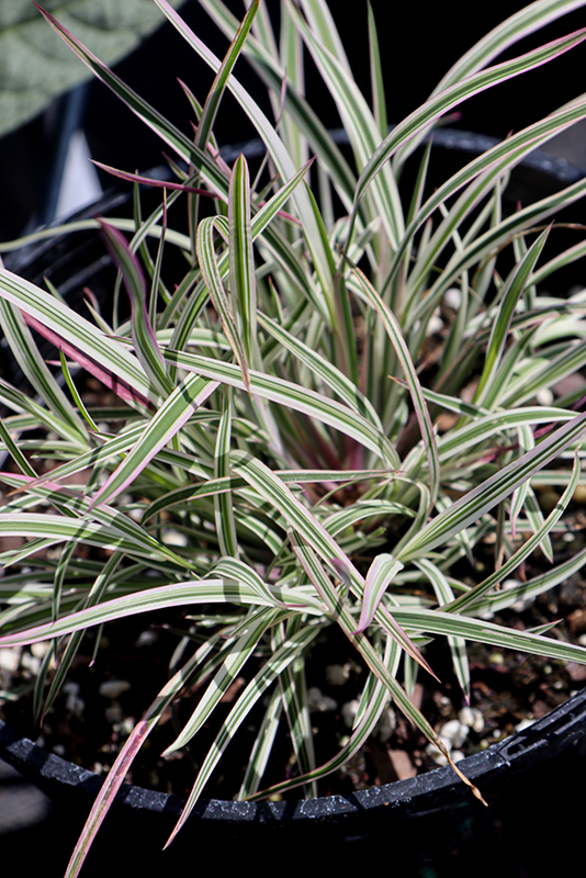 Grass, Schizachyrium Chameleon