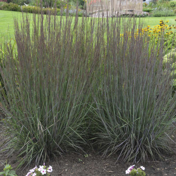 Grass, Schizachyrium Smoke Signal