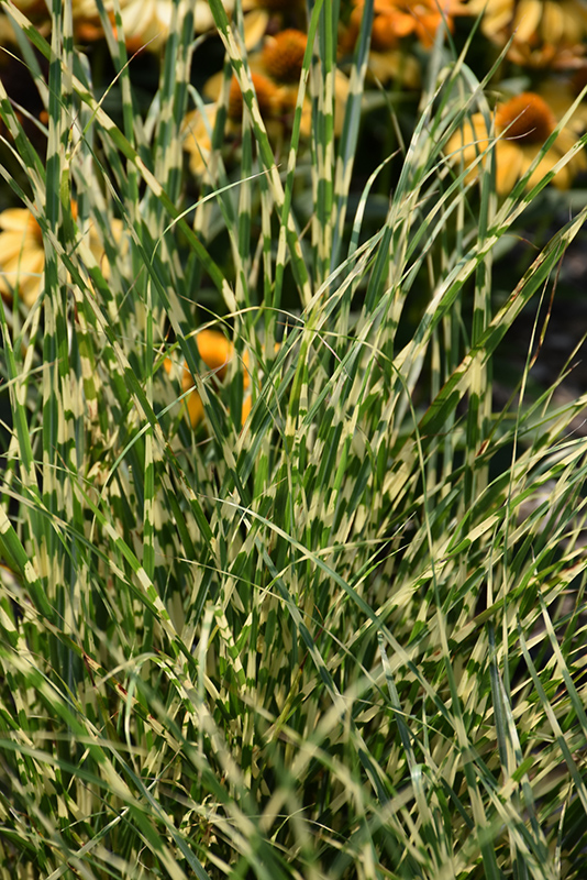 Grass, Miscanthus Bandwidth
