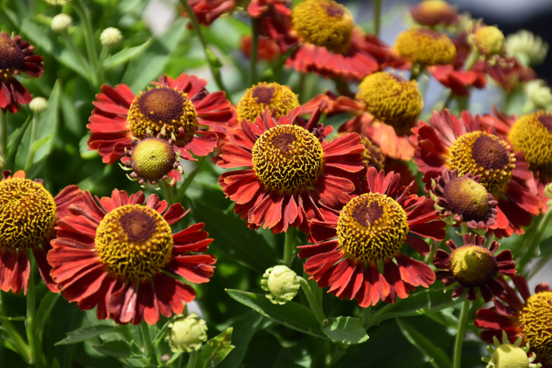 Helenium Marlachi, Salsa