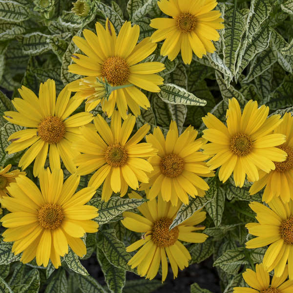 Heliopsis, Sun Struck