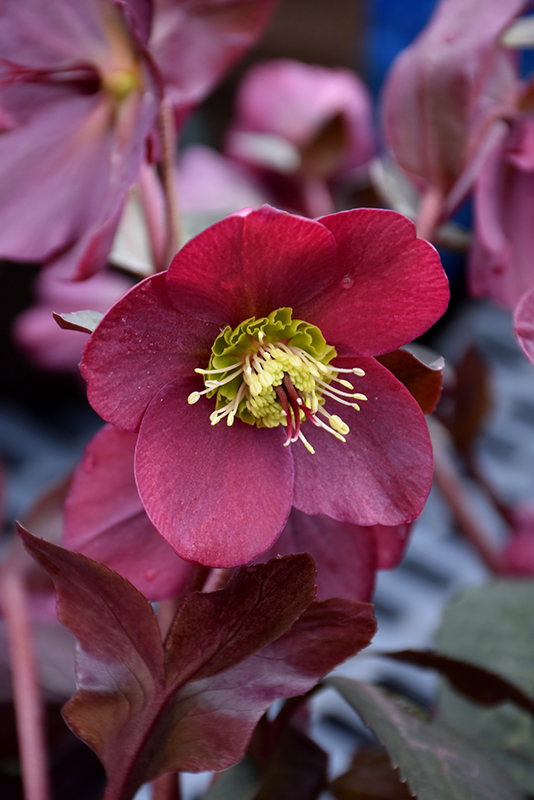 Helleborus (Lenton Rose), Anna's Red