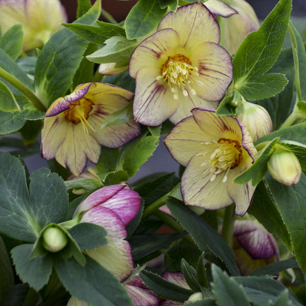 Helleborus (Lenton Rose), Honeymoon Tropical Sunset