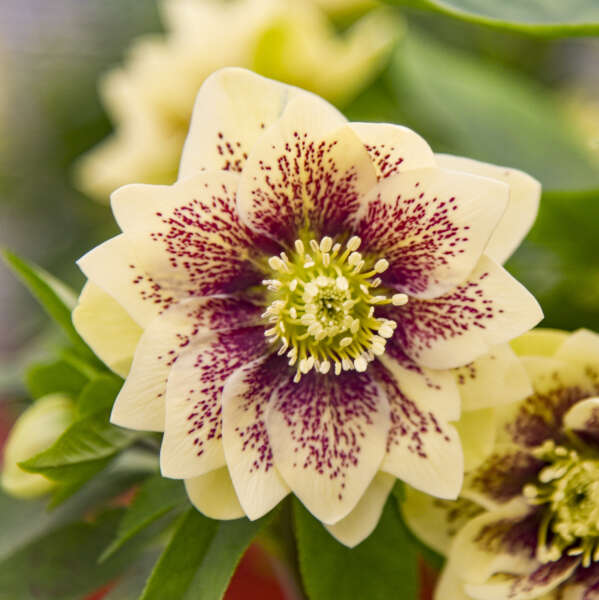 Helleborus (Lenton Rose), Wedding Party Father of the Bride