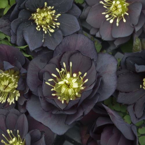 Helleborus (Lenton Rose), Wedding Party Tall Dark & Handsome