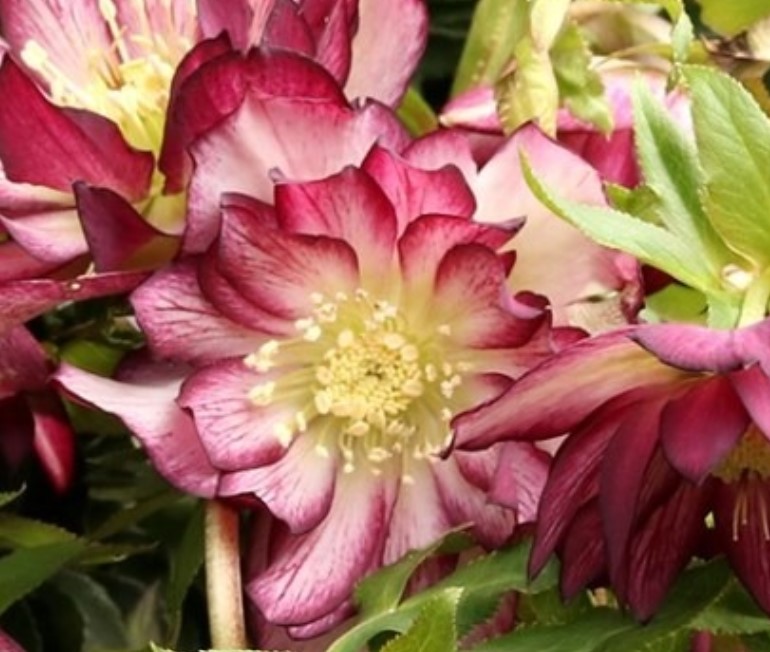 Helleborus (Lenton Rose), North Star Garnet Frills