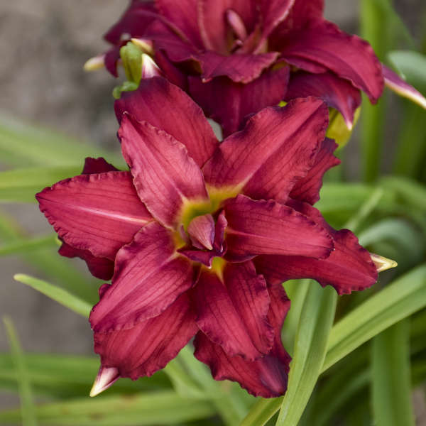 Hemerocallis (Daylily), Double Pardon Me