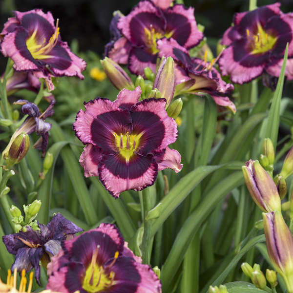 Hemerocallis (Daylily), Storm Shelter