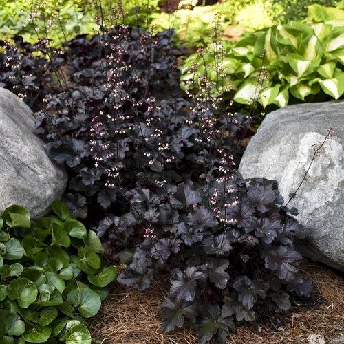 Heuchera (Coral Bells), Black Pearl