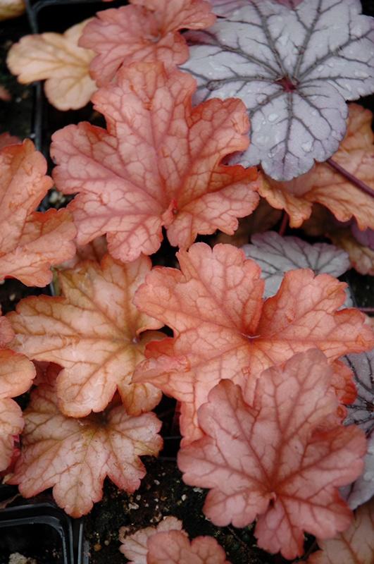 Heuchera (Coral Bells), Paprika