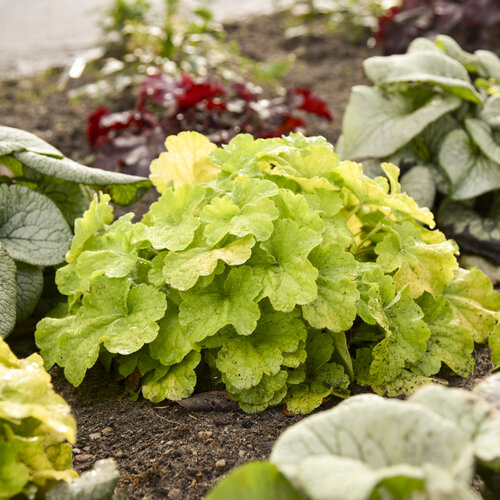 Heuchera (Coral Bells), Pistachio Ambrosia