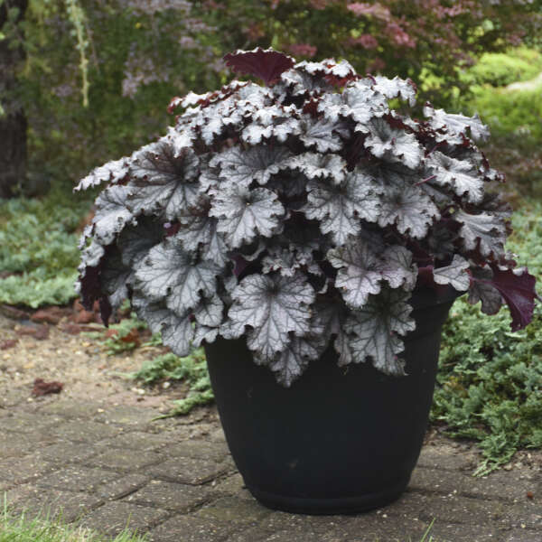 Heuchera (Coral Bells), Prom Dress