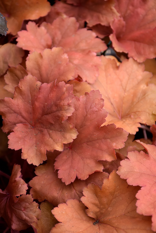 Heuchera (Coral Bells), Rio