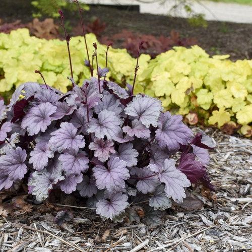 Heuchera (Coral Bells), Silver Gumdrop