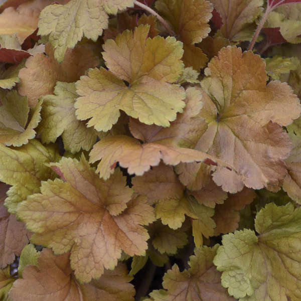 Heuchera (Coral Bells), Toffee Tart