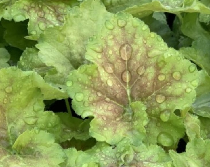 Heuchera (Coral Bells), Miracle