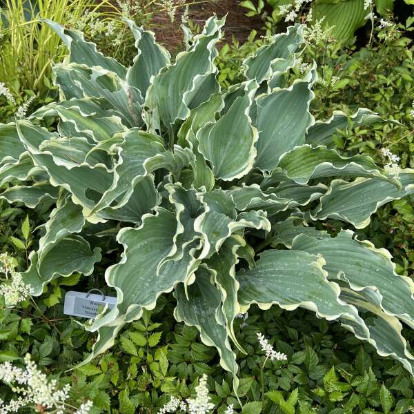 Hosta, Dancing in the Moonlight