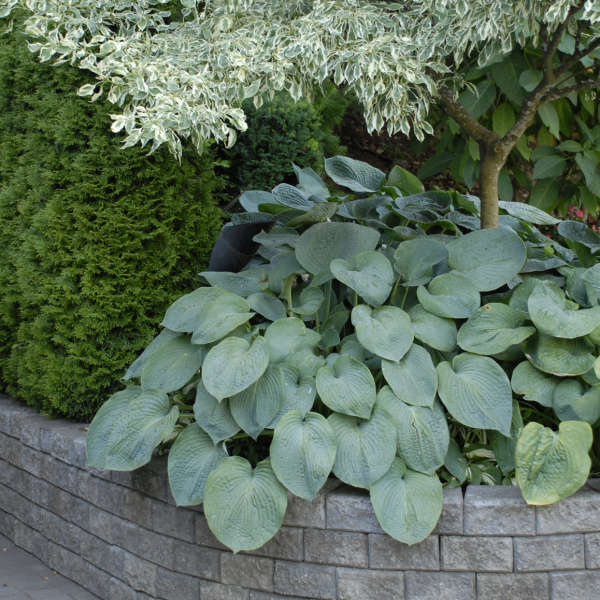 Hosta, Elegans