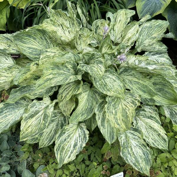 Hosta, Emperor's New Clothes