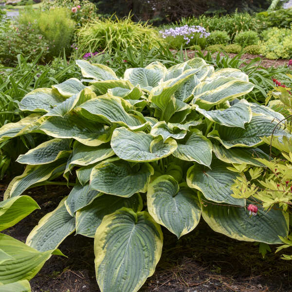 Hosta, Gigantosaurus