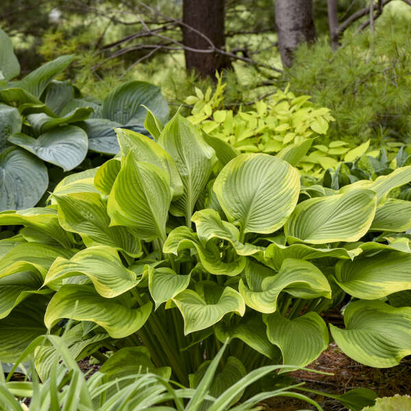 Hosta, Lone Star