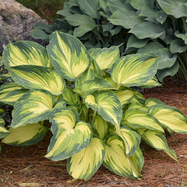 Hosta, My Fair Lady