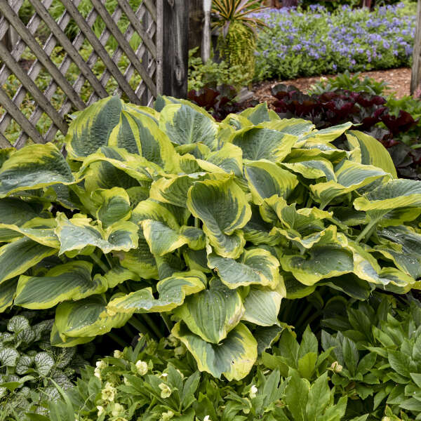 Hosta, Seducer