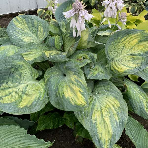 Hosta, Sound of Music