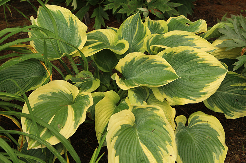 Hosta, Terms of Endearment