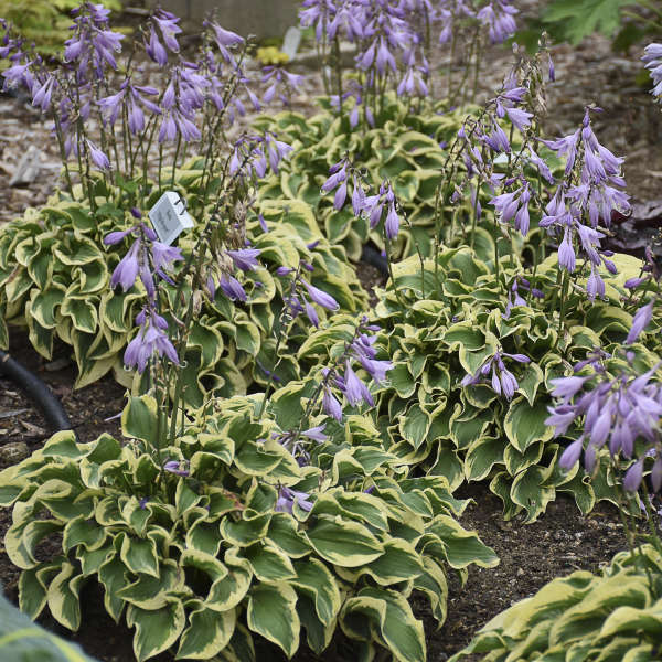 Hosta, Wrinkle in Time