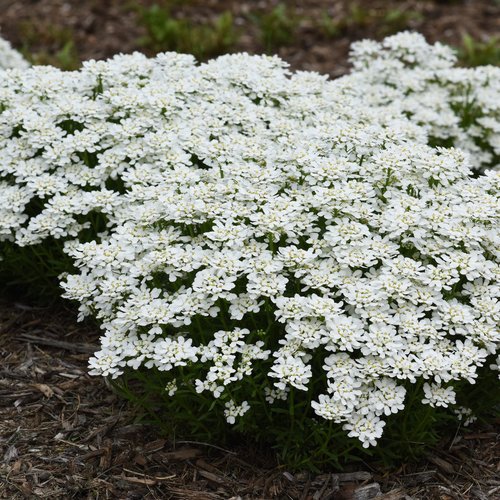 Iberis (Candy Tuft), Snowsensation