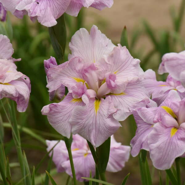 Iris, Pinkerton