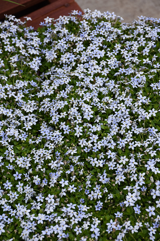 Isotoma, Blue Star Creeper