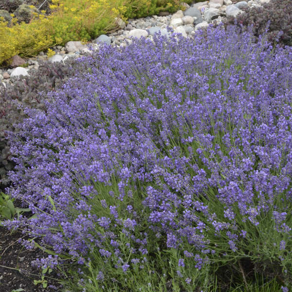 Lavendula (Lavender), Essence Purple