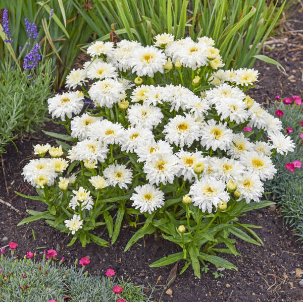 Leucanthemum (Shasta Daisy), Ice Cream Dream