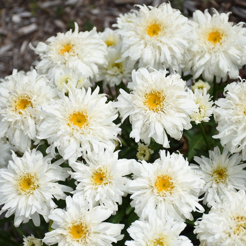 Leucanthemum (Shasta Daisy), Marshmallow