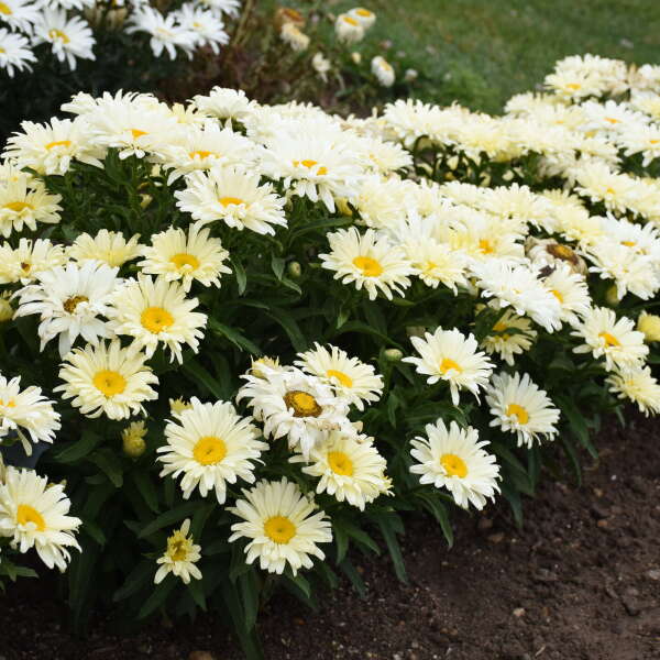 Leucanthemum (Shasta Daisy), Seventh Heaven