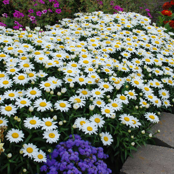 Leucanthemum (Shasta Daisy), Snowcap