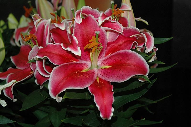 Lilium (Lily), After Eight