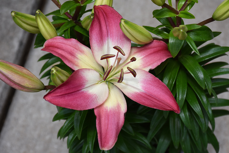 Lilium (Lily), Tiny Diamond