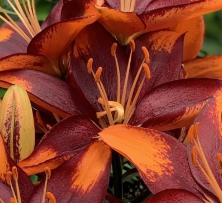 Lilium (Lily), Tiny Lion