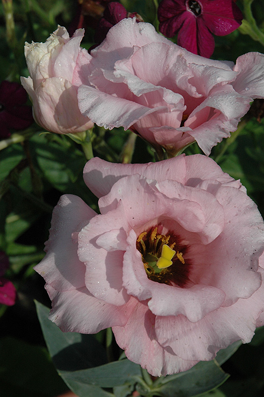 Lisianthus, Pink